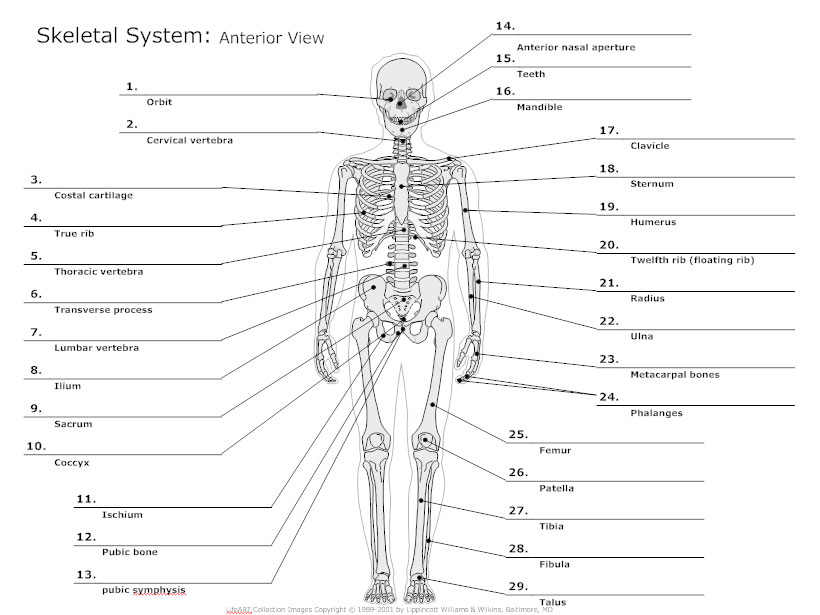 draw the diagram of skeleton